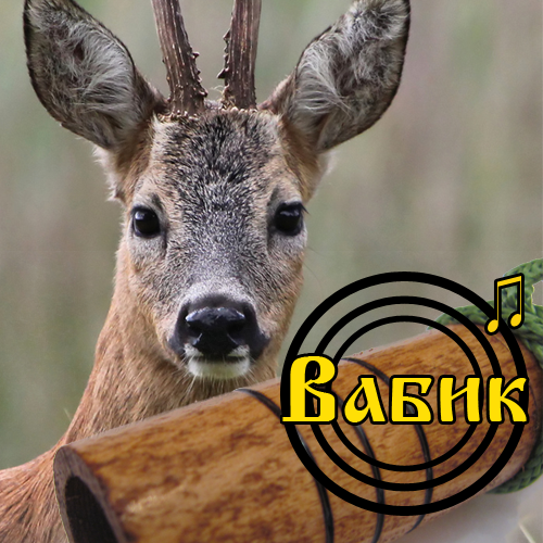 Манок на косулю в домашних условиях 82