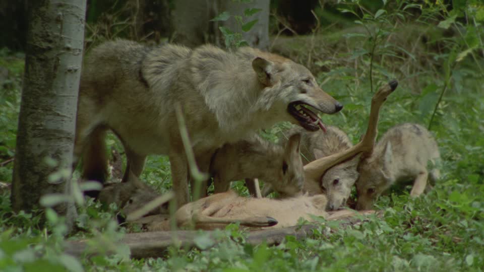 Охота на волка с манком