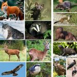 Образ жизни диких животных